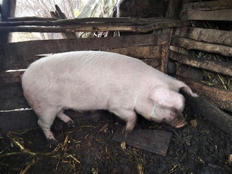 porci de vanzare urlati prahova|prahova porci de vanzare  Anunturi  OLX.ro